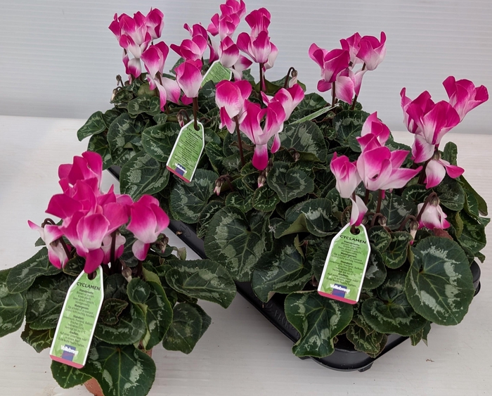 <h4>CYCL MD INDIAKA</h4>