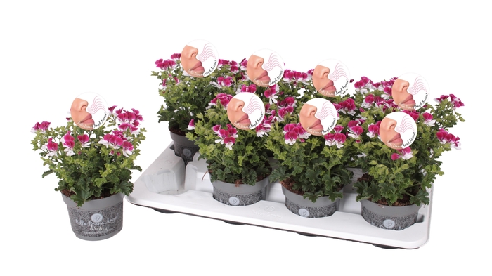 <h4>Pelg. Angel Aroma Senna 12cm</h4>