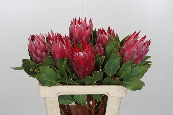 <h4>Protea Cynaroides Madiba</h4>