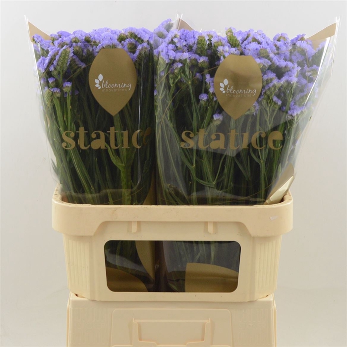 <h4>Statice Sky Wings</h4>
