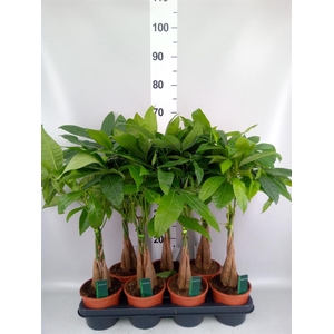 Pachira aquatica