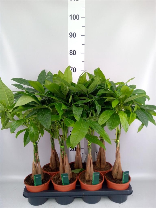 <h4>Pachira aquatica</h4>