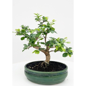 Ligustrum sinensis, pot 27cm., shape, height 40cm, with drip tray