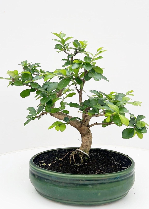 <h4>Ligustrum sinensis, pot 27cm., shape, height 40cm, with drip tray</h4>