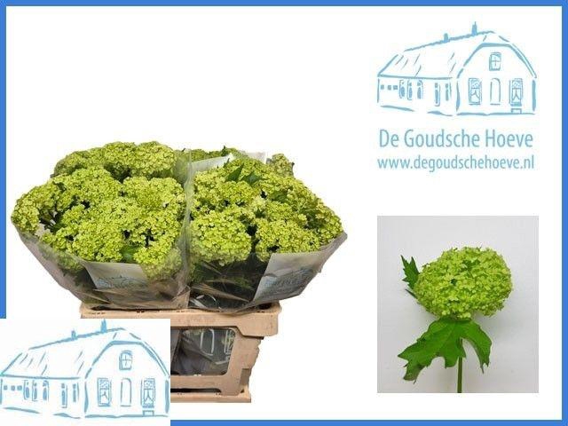 <h4>VIBURNUM ROSEUM ST</h4>