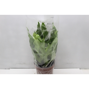 ASPLENIUM OSAKA LISO P17