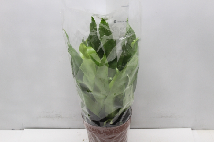 <h4>ASPLENIUM OSAKA LISO P17</h4>