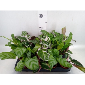 Calathea   ...mix 5