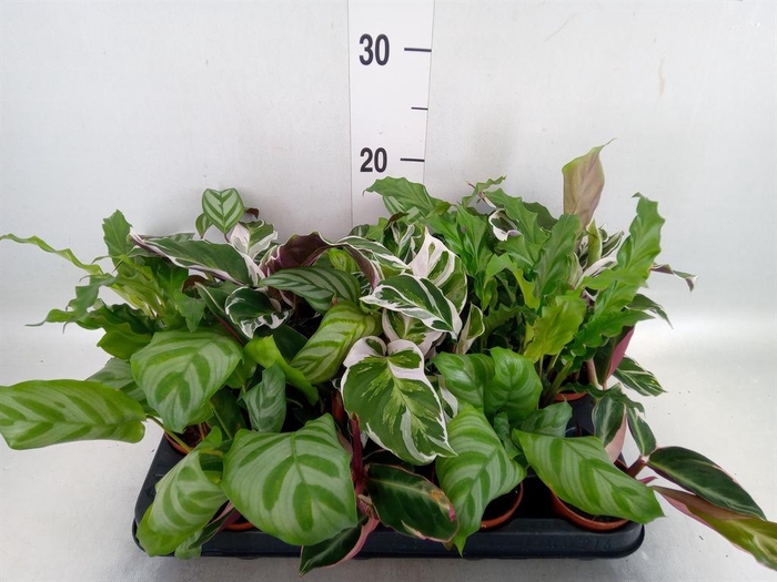 <h4>Calathea   ...mix 5</h4>