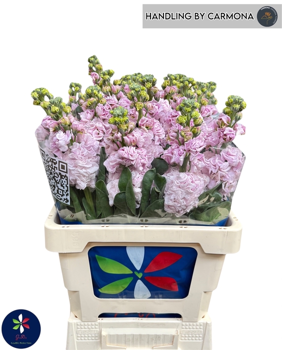 MATTH IRON CHERRY BL