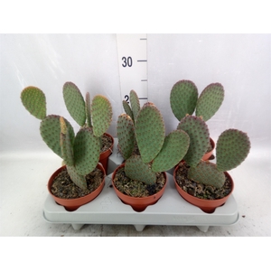 Opuntia microdasys