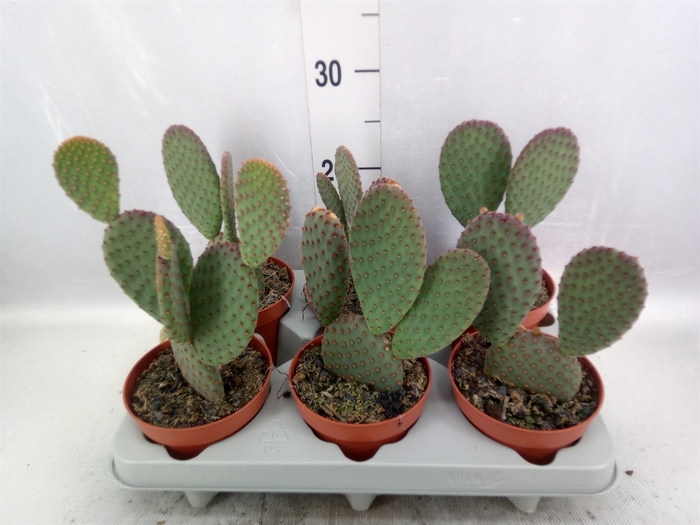 Opuntia microdasys