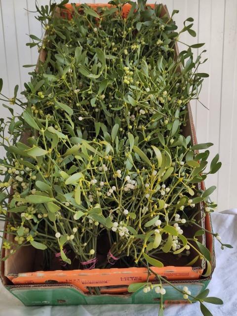 <h4>VISCUM ALBUM BS</h4>