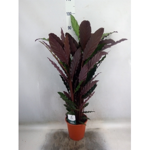 Calathea rufibarba