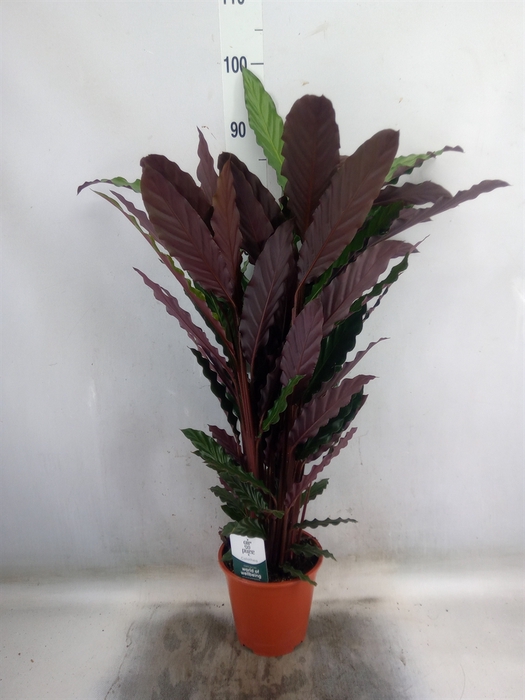 <h4>Calathea rufibarba</h4>
