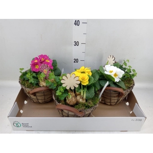 Arr.   Tuinplanten L%