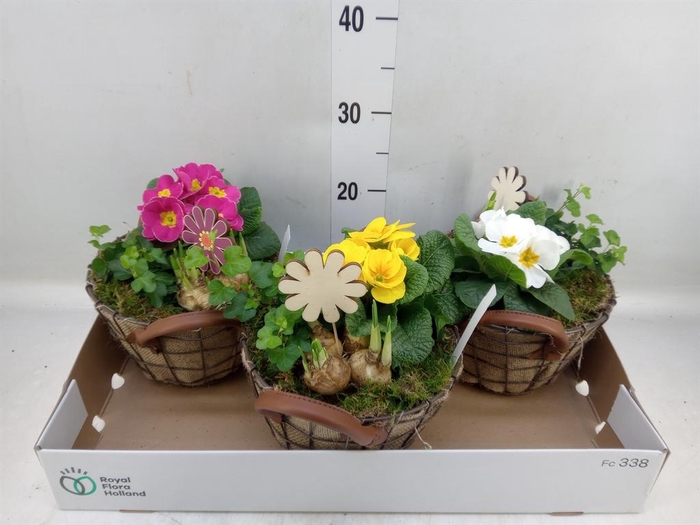 <h4>Arr. Tuinplanten L%</h4>