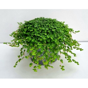 Soleirolia sole. groen