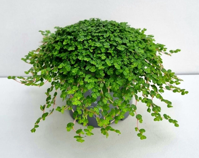 <h4>Soleirolia sole. groen</h4>