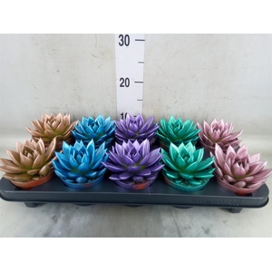 Echeveria  'Miranda'