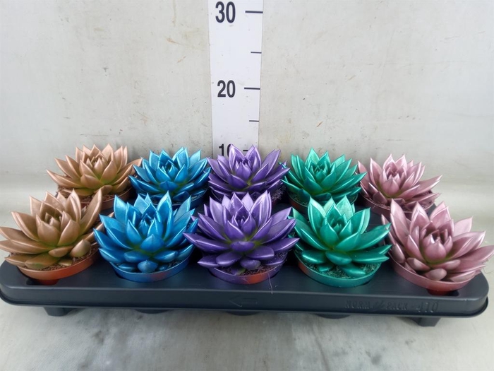 <h4>Echeveria  'Miranda'</h4>
