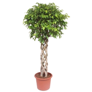 Ficus Exotica