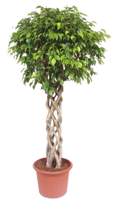<h4>Ficus Exotica</h4>