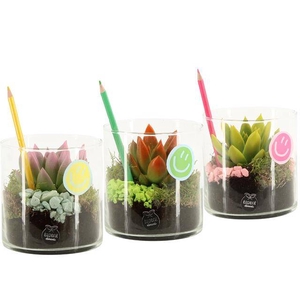 arr. Kamerplanten
