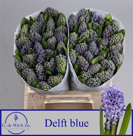 Hyac Delft Blue