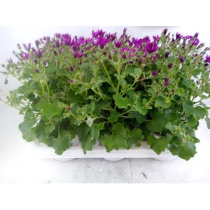 Pericallis cr. 'Senetti Magenta'