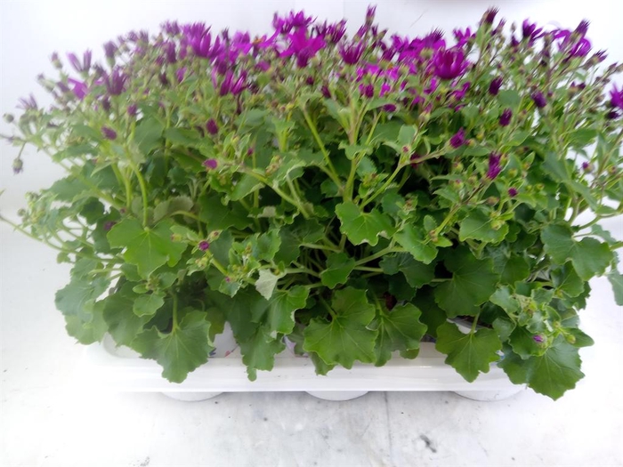 <h4>Pericallis cr. 'Senetti Magenta'</h4>