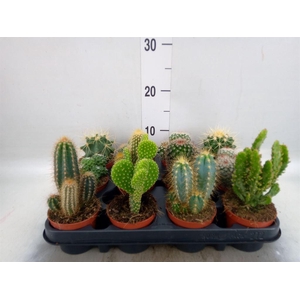 Cactus   ...mix