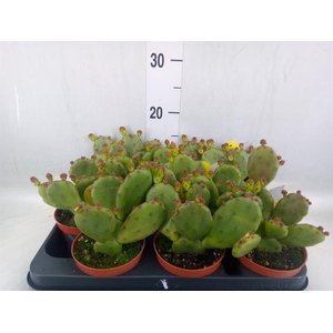 Opuntia humifusa
