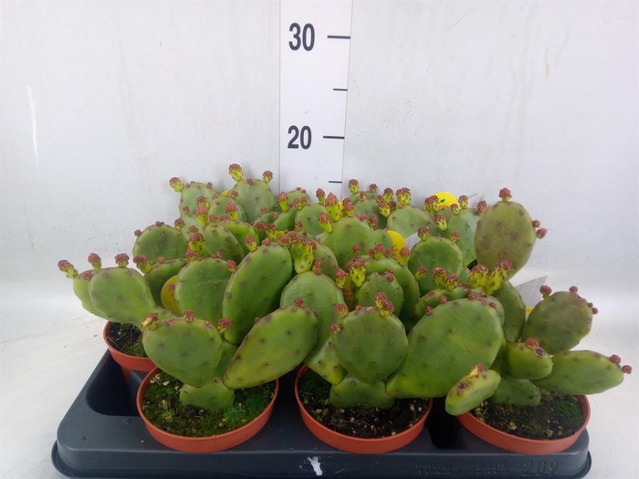 <h4>Opuntia humifusa</h4>