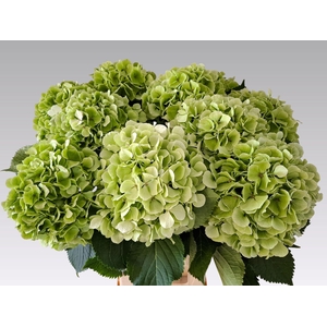 Hydrangea White Verena CL