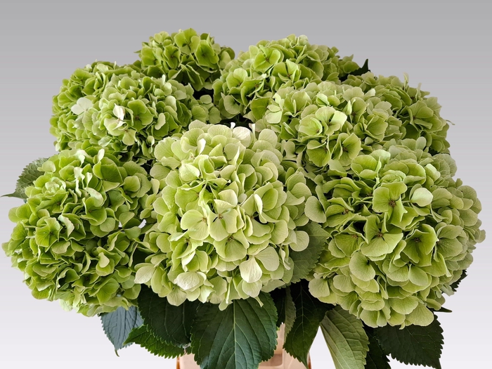 <h4>Hydrangea White Verena CL</h4>
