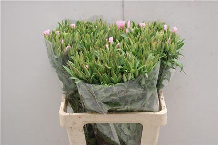 <h4>Clarkia Roze</h4>