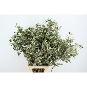 OLEA EUROPAEA PER STEM