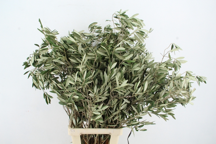<h4>OLEA EUROPAEA PER STEM</h4>