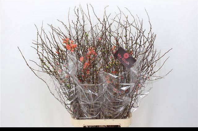 <h4>CHAENOMELES SUPERBA</h4>