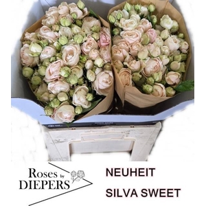 R Tr Silva Sweet Diepers