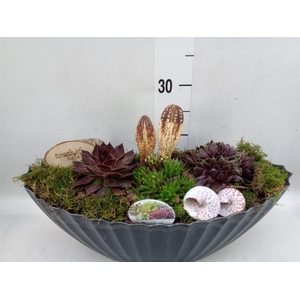 Arr.  Sempervivum L%