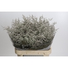 Statice Misty White