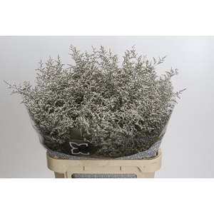 Limonium ov Misty White