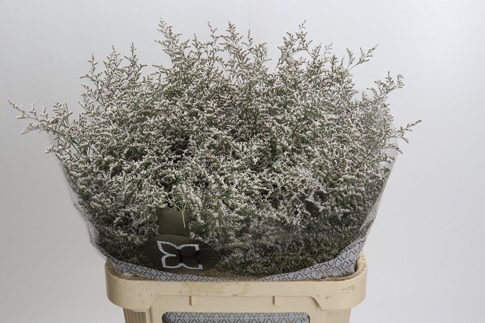 <h4>Statice Misty White</h4>