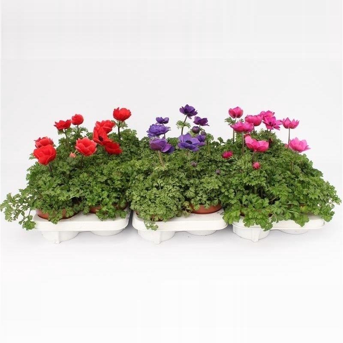 <h4>Anemone Harmony Mixlayer</h4>