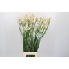 Nerine Bicolor Bionce