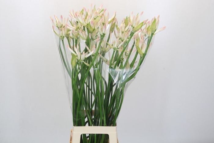 Nerine Bicolor Bionce