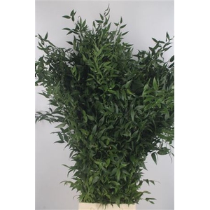 Ruscus It. 4 Stem Per Bunch