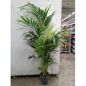 Howea forsteriana